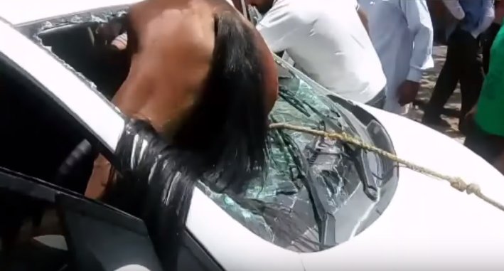 Accident șocant. Un cal a intrat prin parbrizul unei mașini - VIDEO