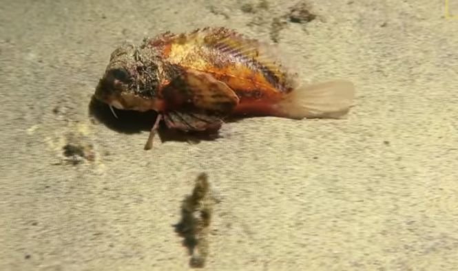 Apariție șocantă la malul mării. În loc să înoate, un pește mergea pe nisip. Oamenii de știință sunt bulversați - VIDEO