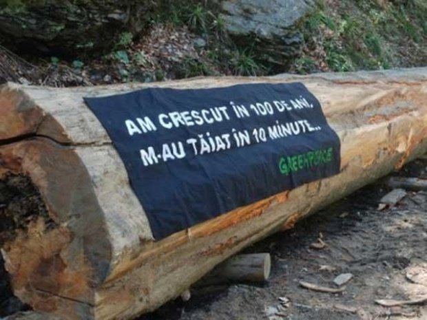Românii se mobilizează pentru salvarea pădurilor. Tăierile ilegale de copaci au scăzut spectaculos