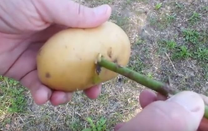 A pus un trandafir într-un cartof și l-a plantat! Ce s-a întamplat după câteva zile e incredibil - VIDEO