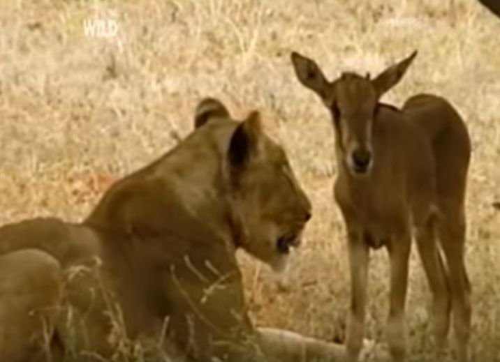 O altfel de iubire! Un leu a adoptat un pui de ... antilopă (FOTO+VIDEO)