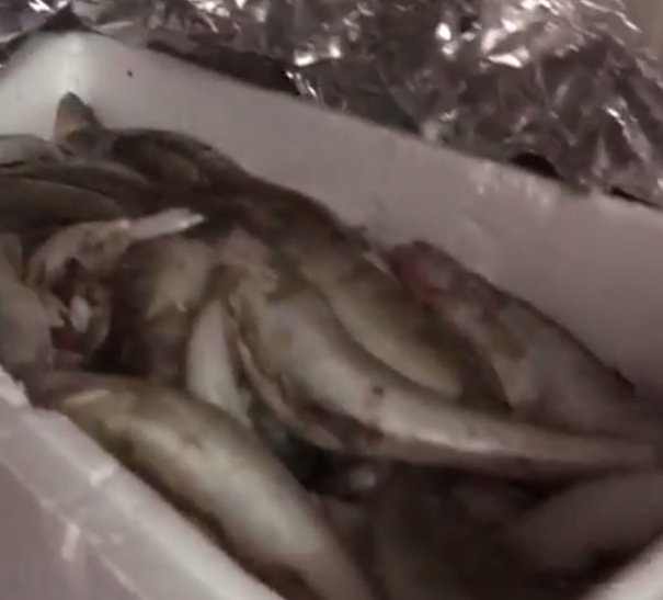 Patronul unui depozit din Constanța a fugit cu peștele expirat în timpul unui control OPC - VIDEO