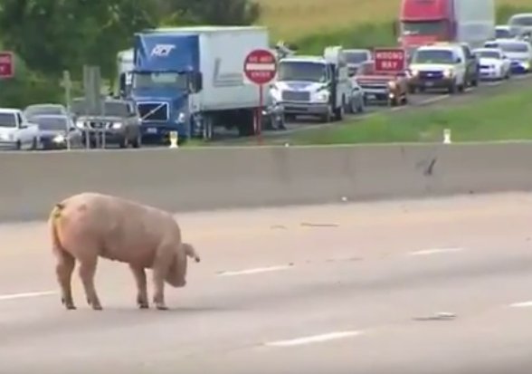 Un camion de mari dimensiuni care transporta porci s-a răsturnat pe o autostradă - VIDEO
