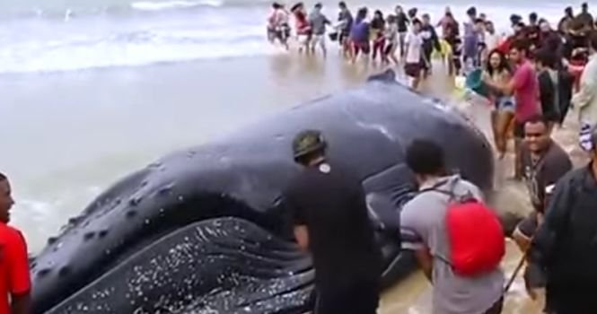 Un pui de balenă a eșuat pe o plajă din Brazilia. Ce a urmat - VIDEO
