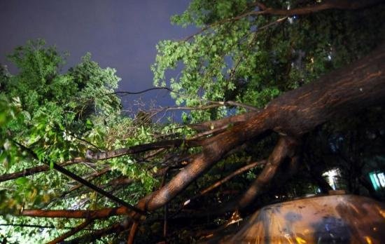 Furtuna a făcut ravagii în Capitală. Mai multe curţi au fost inundate, iar câțiva copaci au căzut pe carosabil - VIDEO
