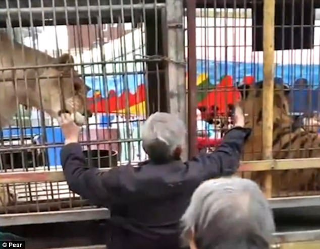 Panică la un spectacol de circ din China! Un tigru a scăpat din cușcă și s-a năpustit asupra sutelor de oameni. Doi copii au fost răniți (VIDEO)