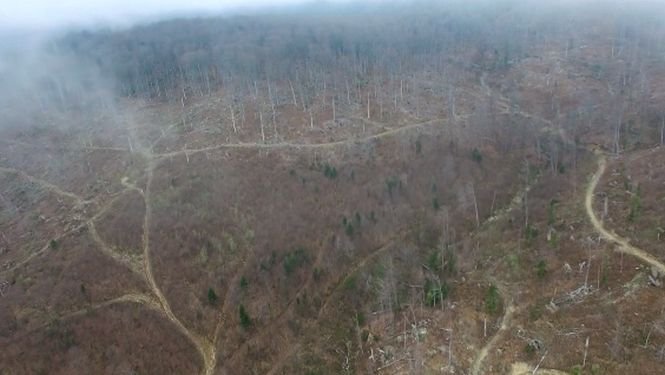 Defrișările masive distrug parcurile naționale. Imaginile dezastrului - VIDEO
