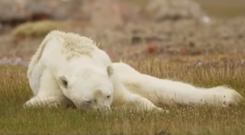 Imagini sfâșietoare cu un urs polar care moare de foame, din cauza încălzirii globale - VIDEO