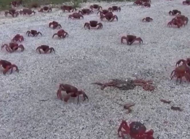 Insula Crăciunului, locul invadat anual de milioane de crabi roșii - VIDEO