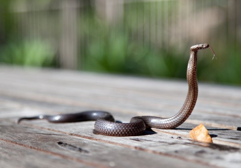A Incercat Să Captureze Un șarpe Uriaș Pentru A L Vinde