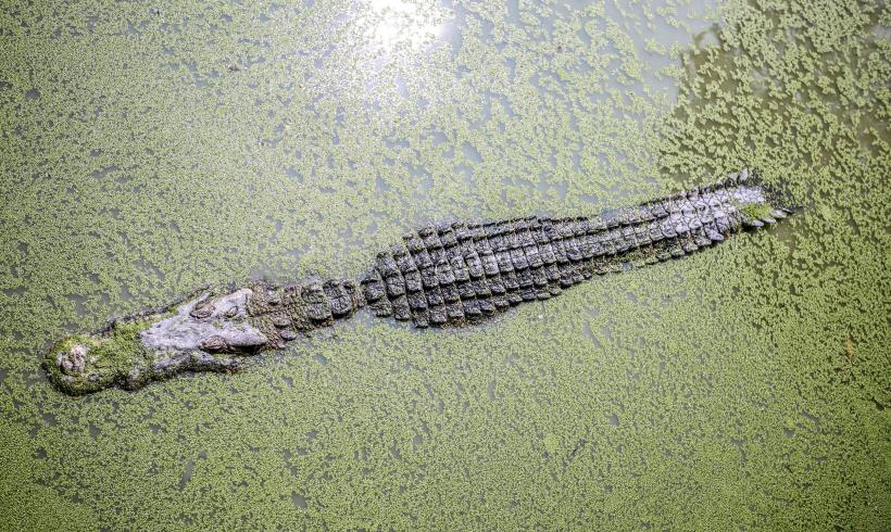 Trei studenți, blocați într-un râu plin de crocodili. Au reușit să scape printr-o minune 127