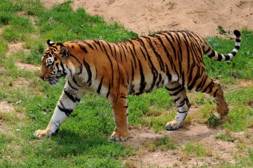 O tânără de 23 de ani, atacată de un tigru. A reușit să supraviețuiască în mod miraculos 