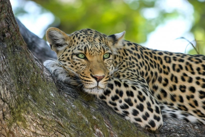 Copil mâncat de viu de un leopard într-un parc național din Uganda
