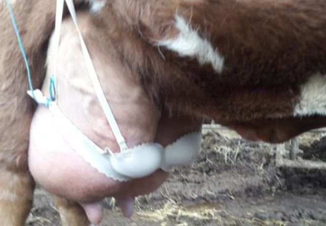 Motivul pentru care un fermier i-a pus sutien unei vaci