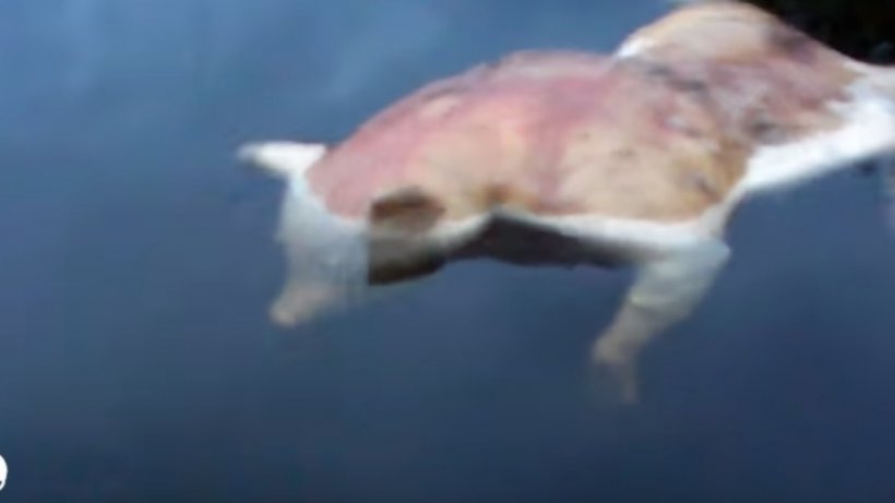 Creatură sinistră descoperită într-un lac! Oamenii se tem să mai calce prin zonă, după ce au văzut-o - VIDEO
