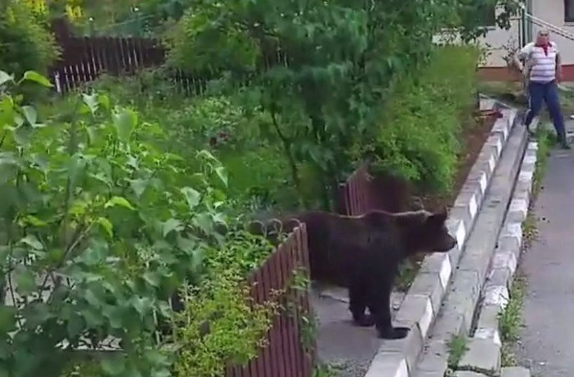 Imaginile zilei vin de la Bușteni. Un urs a fost surprins la plimbare, printre blocuri