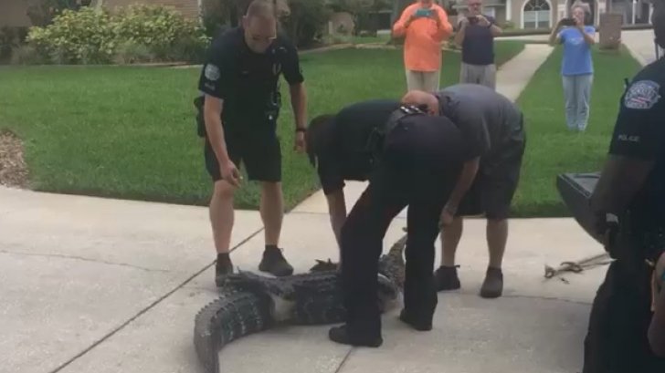  Caz șocant în Statele Unite. Un poliţist a fost atacat de un aligator. Totul a fost filmat - VIDEO