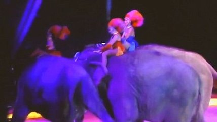 Scene şocante surprinse în timpul unui spectacol de circ din Germania. Un elefant a căzut peste cei din public - VIDEO