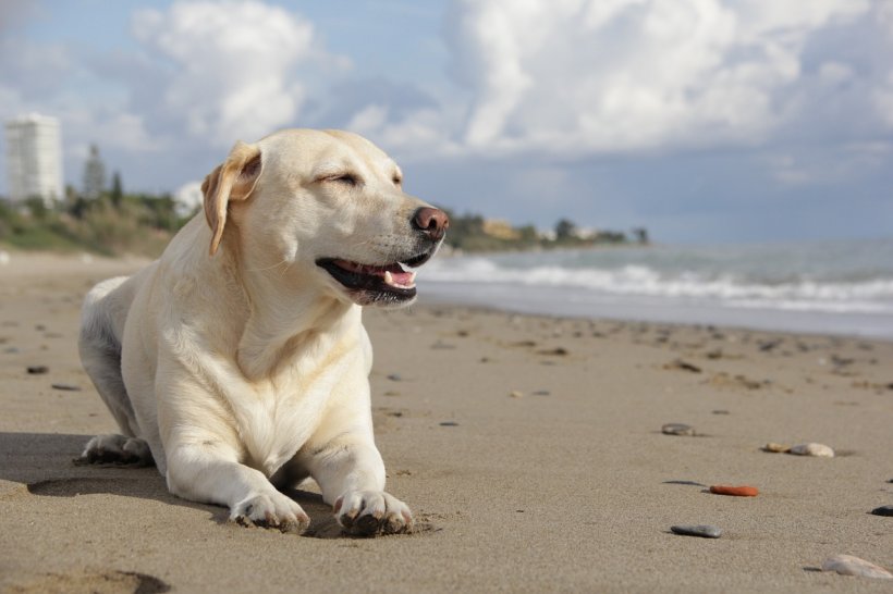Mare atenție dacă mergi cu câinele la mare! Dacă nu ești atent, poate fi fatal pentru animal
