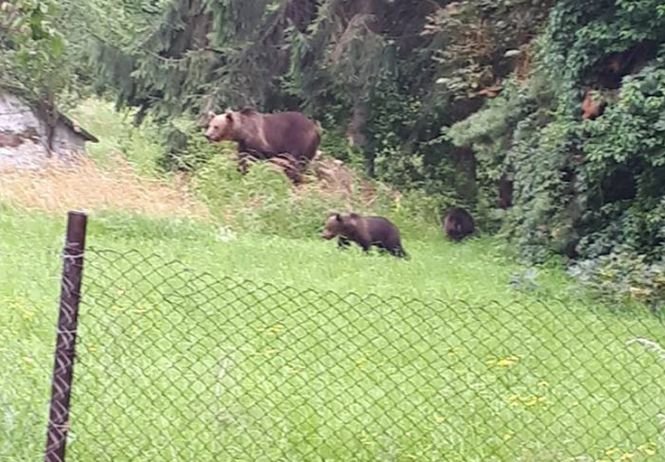 O familie de urşi a fost fotografiată în apropierea Spitalului Judeţean de Urgenţă Miercurea Ciuc