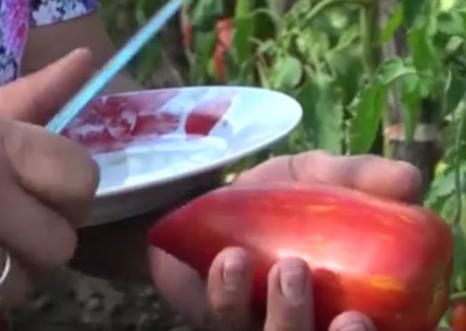 În grădina unui agricultor din Bistriţa roşiile au formă de ardei, iar păstăile de fasole depăşesc un metru - VIDEO