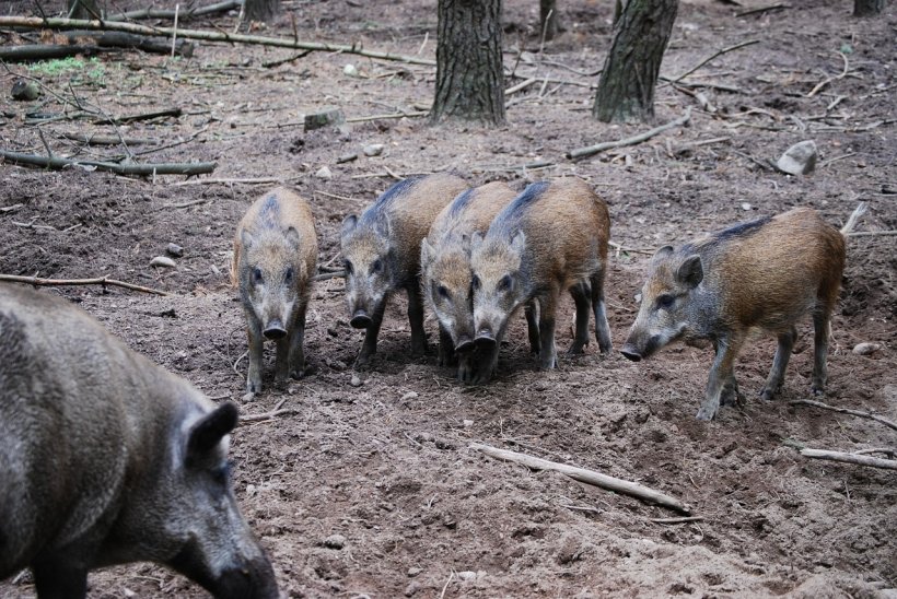 Măsuri drastice împotriva pestei porcine. Începe sacrificarea mistreţilor din zona Dobrogei