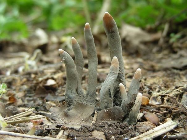 Ciuperca ''degetele mortului'' îţi dă fiori! Arată ca o mână care iese din pământ
