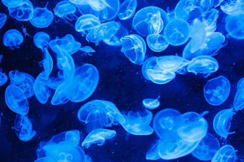 Ce specie sunt meduzele albastre apărute pe litoralul românesc