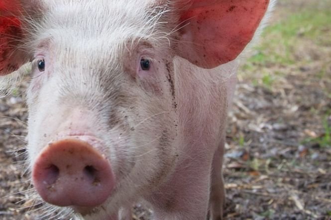 Ministrul Agriculturii anunță: „Creşterea porcului în gospodării se va continua sigur, imediat ce trece boala”
