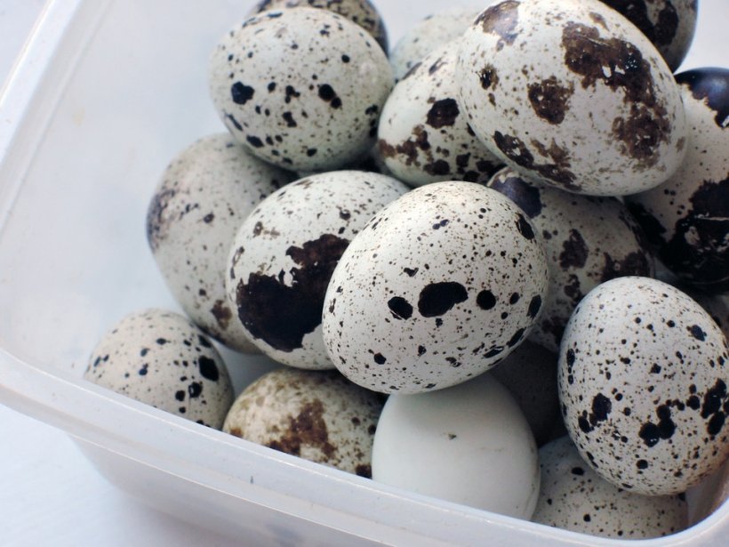 Adevărul despre ouăle de prepeliță care se găsesc în magazinele din România