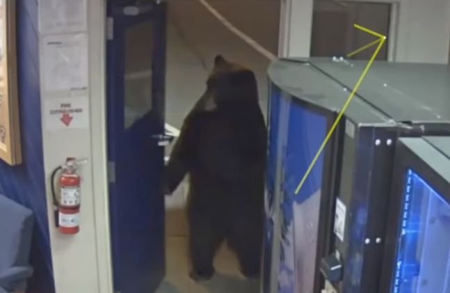 Urs surprins de camerele de supraveghere într-o secție de poliție. Cum au reacționat ofițerii