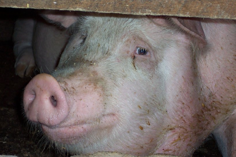 Scandal din cauza pestei porcine africane. Sătenii dintr-o comună din Olt refuză eutanasierea animalelor