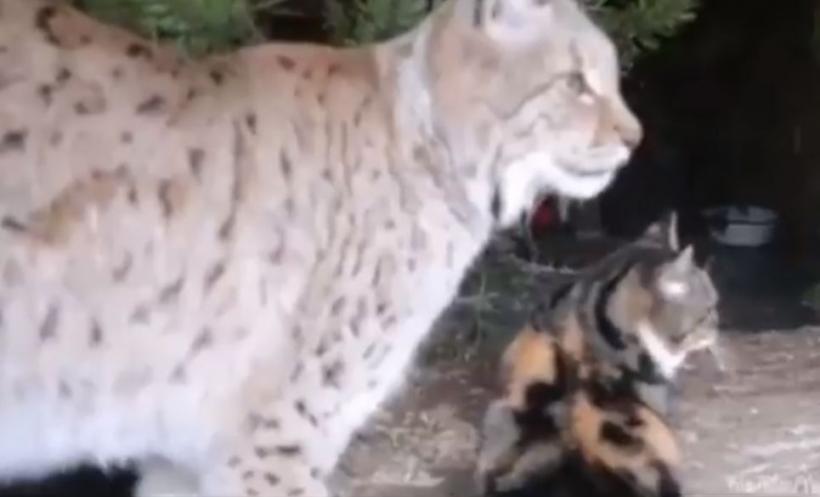 Pisica a intrat la zoo și s-a dus direct în cușca linxului. Toți 