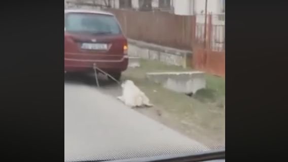 Imagini îngrozitoare surprinse în județul Vâlcea! Un câine a fost legat de mașină și târât sute de metri