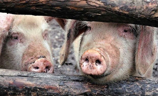 Anunţ important făcut de ANSVSA: Ce se întâmplă cu numărul focarelor de pestă porcină