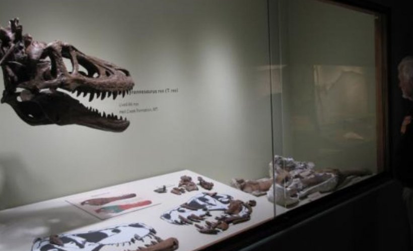 Un pui de Tyrannosaurus Rex a fost scos la vânzare pe eBay. Câţi bani vrea proprietarul
