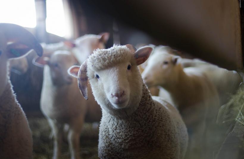 Atenție! E periculos să consumi carnea unui astfel de miel! 817