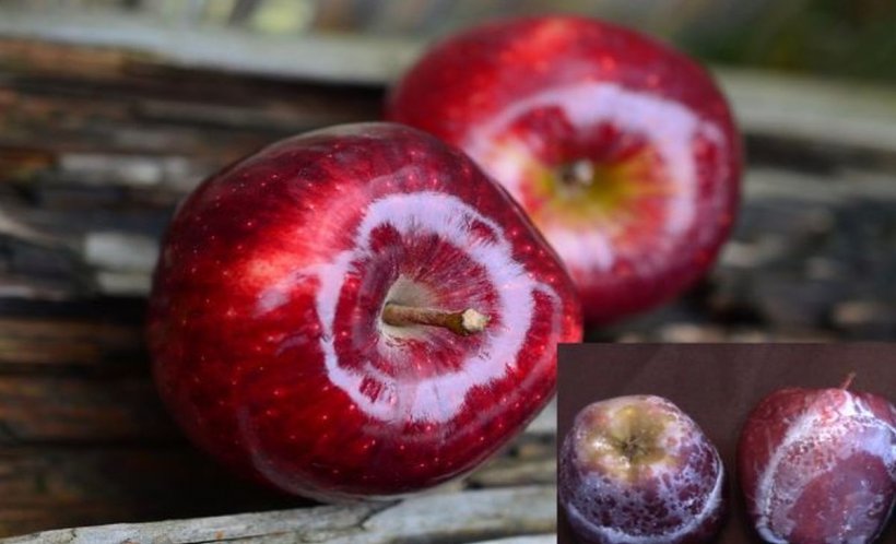 De ce sunt merele lucioase? Testul simplu prin care afli dacă mănânci mere lustruite cu ceară - VIDEO 