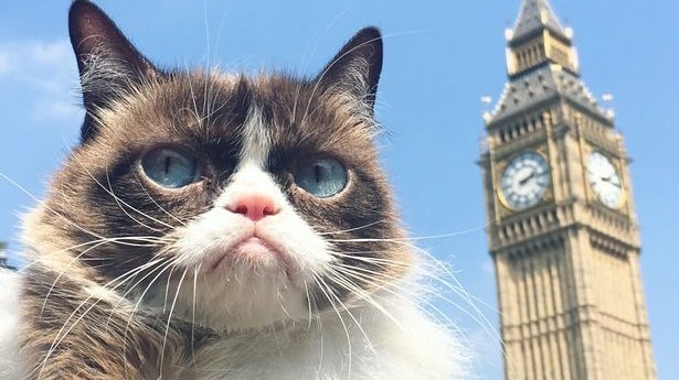 A murit Grumpy Cat! Cea mai cunoscută pisică de pe internet avea doar șapte ani