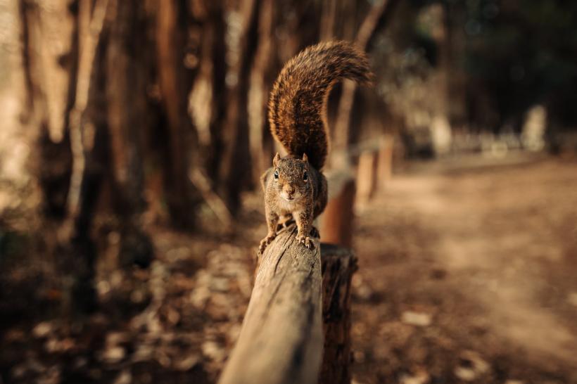 A ieșit prin parc să facă o plimbare, iar la scurt timp a avut parte de o adevărată surpriză. Ce i-a ieșit în cale fix când se aștepta mai puțin 13