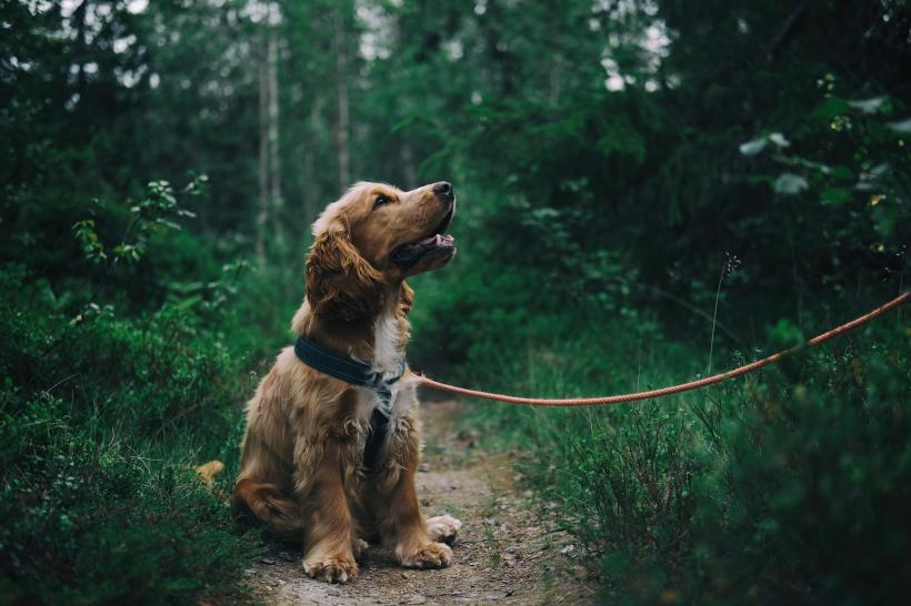 A devenit atât de entuziasmat încât a căzut din picioare. Sindromul e destul de des întâlnit, atât la animale, cât și la oameni 13