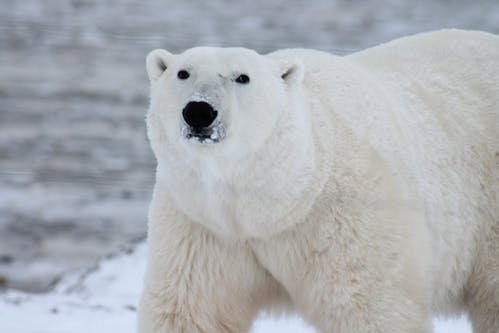 Au văzut un urs polar plimbându-se în plină zi, prin fața oamenilor dintr-un oraș din Rusia. Toți au rămas impresionați (VIDEO) 