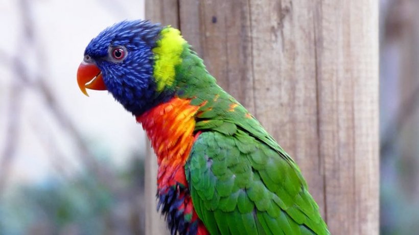 Care e activiatea preferată a unor papagali. E incredibil cum au reacționat când au văzut ce li se pregătește (VIDEO)