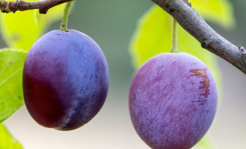 Site-ul de stiri Nr Uimitoare dietă cu prune. Slăbești 7 kilograme în doar o săptămână