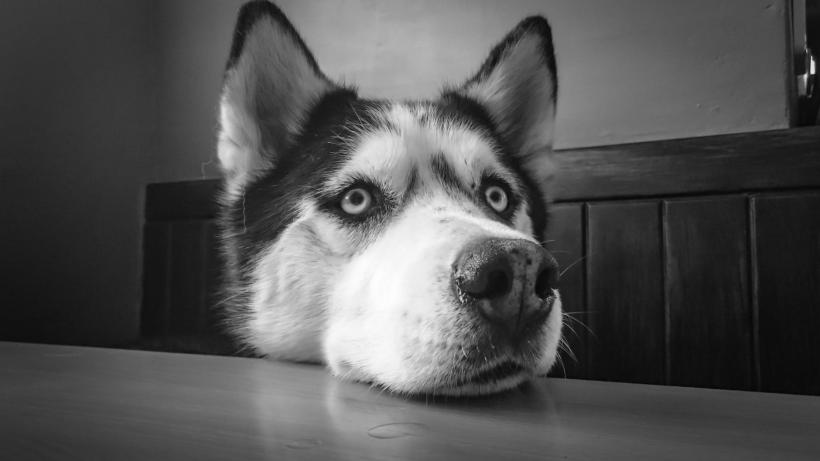 Și-au lăsat câinii Husky singuri acasă câteva ore. Când s-au întors au trăit un adevărat șoc, nimic nu mai era ca înainte (VIDEO) 13