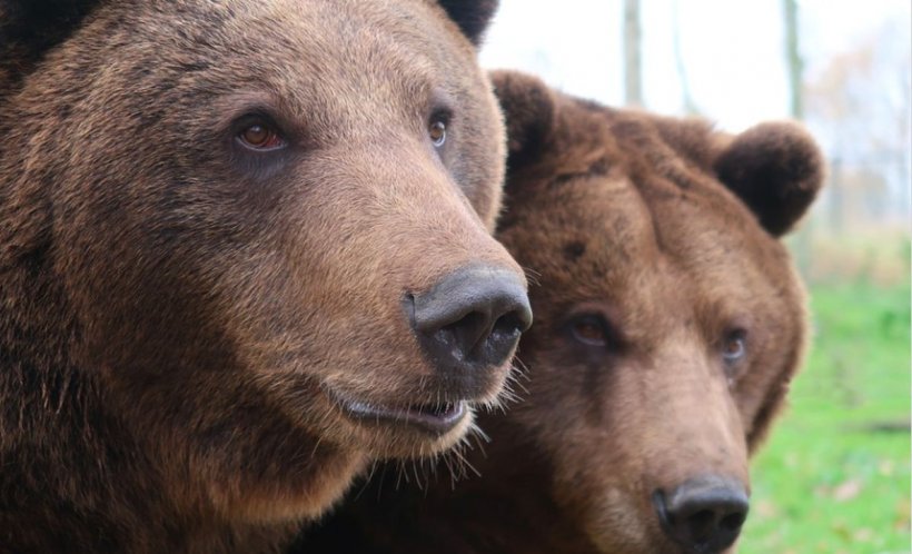 Doi pui de urs au fost loviţi de o maşină pe DN 13A. Unul a murit