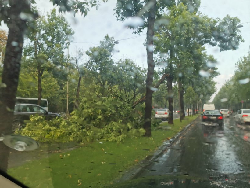 Furtuna a făcut dezastru în Capitală. Copaci rupți în zona Kiseleff, străzi inundate în Colentina, avion lovit pe aeroport