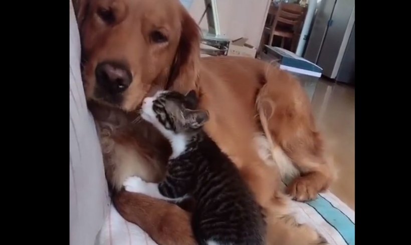 Clip video adorabil! Cum se comportă un cățel cu pisica nou-venită cu care e nevoit să împartă locuința și atenția stăpânilor(VIDEO)