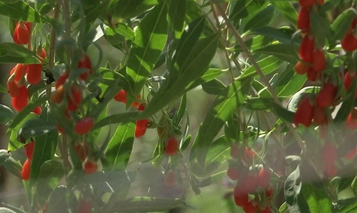 Fabulos. Cum cultivă românii celebrele fructe goji