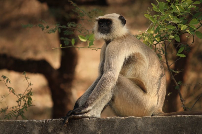 Maimuța periculoasă, care se plimba liberă prin Capitală, a fost prinsă. Deținerea unui astfel de animal este interzisă în România